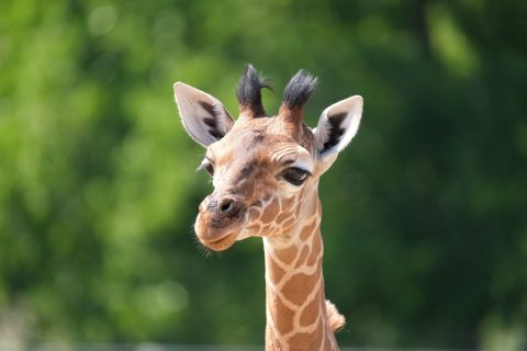 Africa Alive_Giraffe Calf
